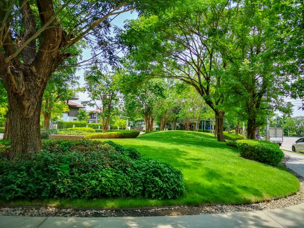 Tree Landscaping Curbing