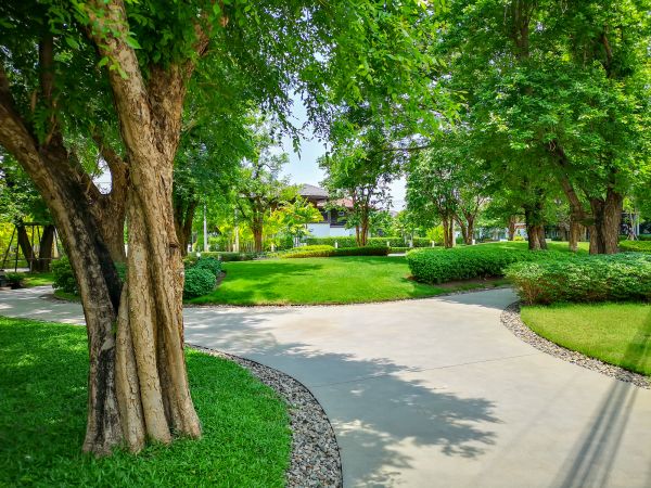 Tree Edging