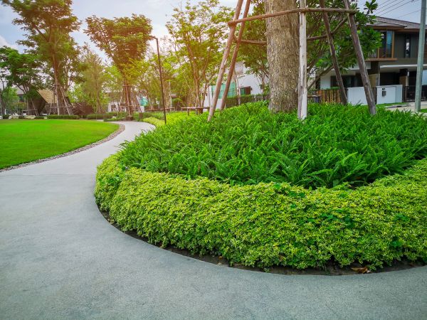 Tree Border Installation